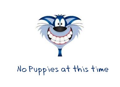 No Puppies Available