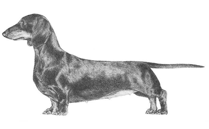 Dachshund Breed Standard Illustration